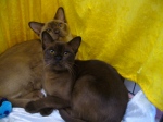 burmese kittens brown, chocolate, blue. lilac for sale adoptions images